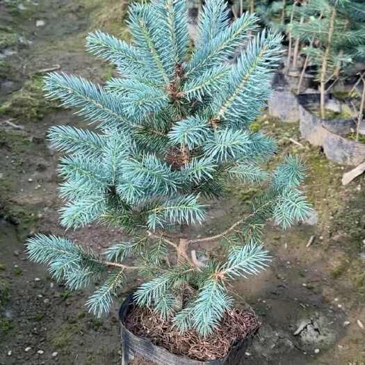 柳河县蓝杉小苗，杯苗，定植树，东北货源，价格合理，成活率高