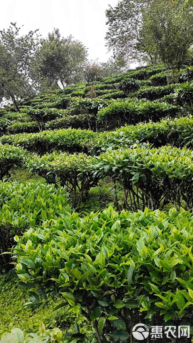 云南普洱烘青绿茶红茶奶茶饮品店商用绿茶批发