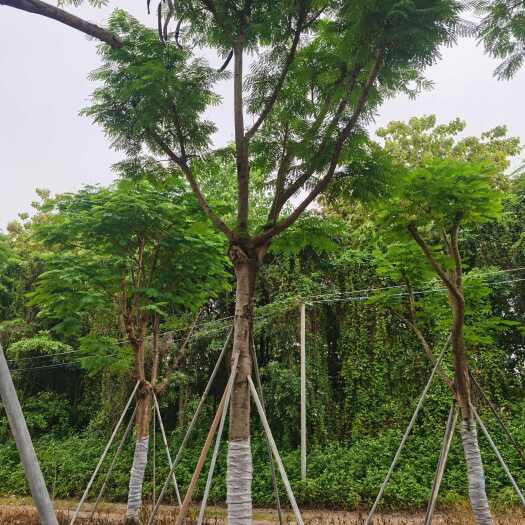 普宁市凤凰木，产地直销25-28-30分大骨架凤凰木移植苗