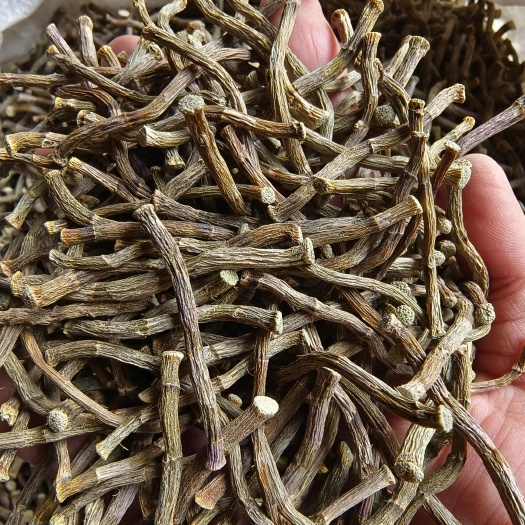 龙陵县专业种植，铁皮石斛 石斛寸条云南产地直发，长期有货
