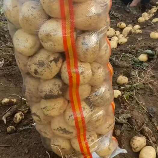 公主岭市精品实验一土豆大量上市，