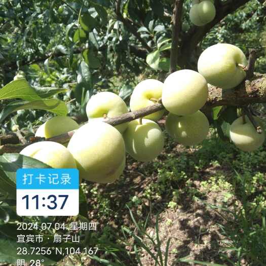 屏山县皮薄肉厚。