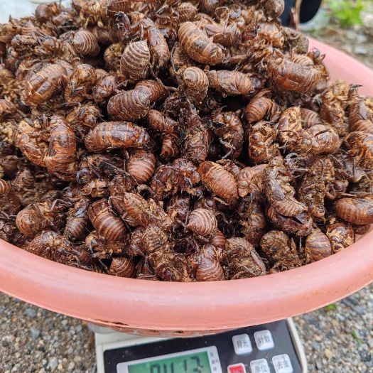 天峨县天然蟑蜕 数量有限
