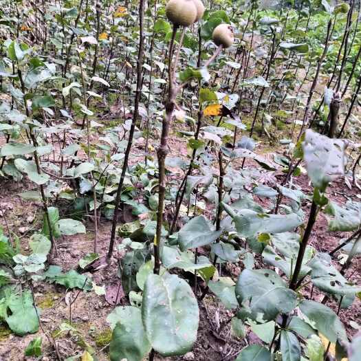苍溪县梨子脆冠黄金梨嫁接苗当年结果现挖保湿保证品种成活率高