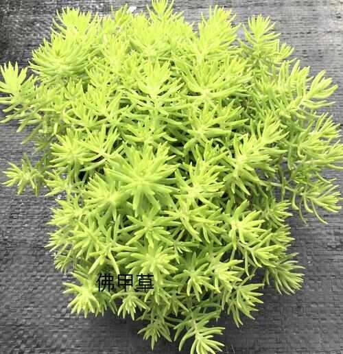 上海黄金佛甲草大量供应，欢迎电话咨询