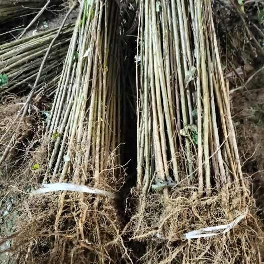 苍溪县樱桃实生苗粘木