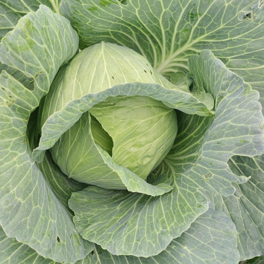 盐城包菜