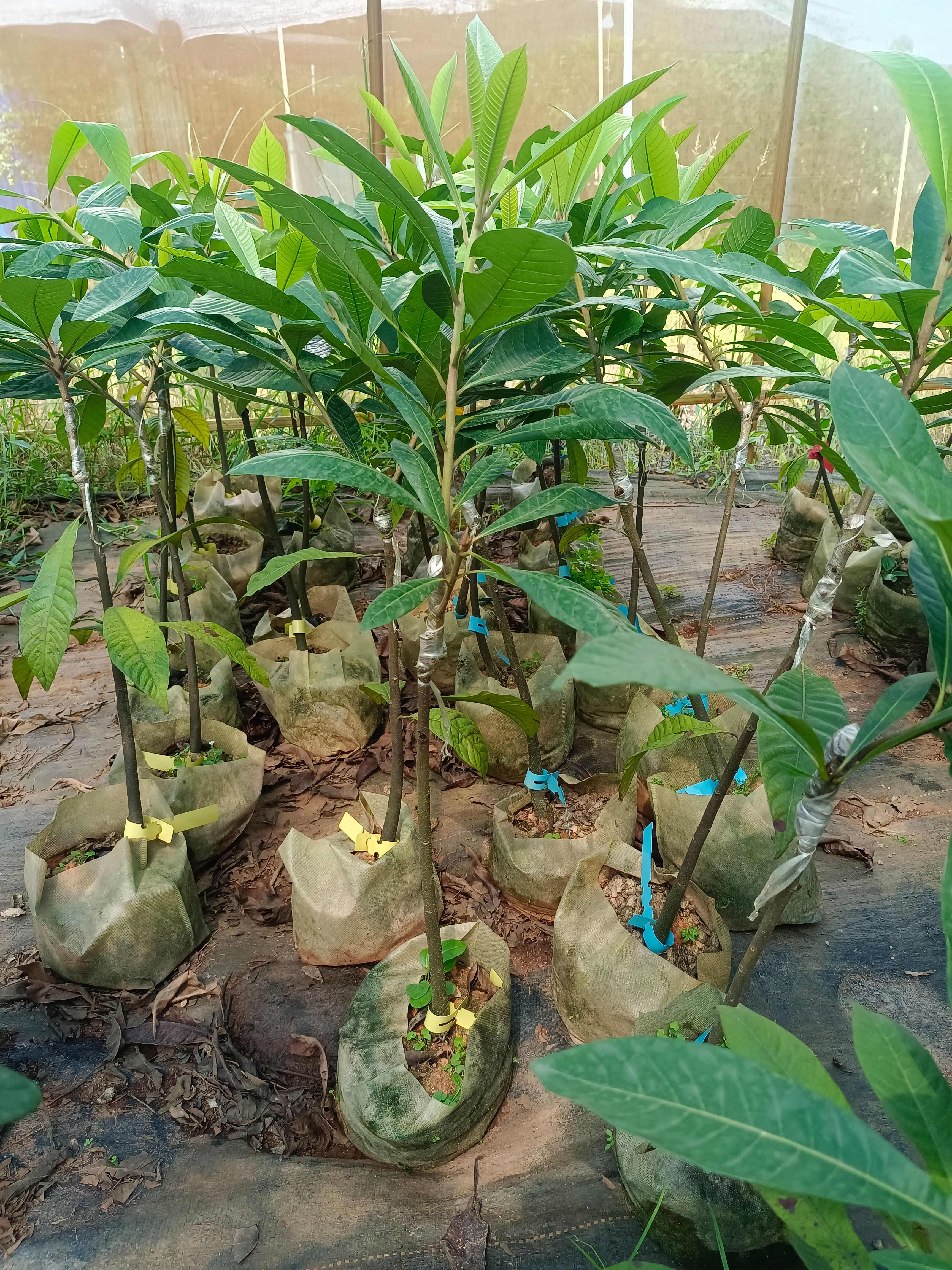 妈咪果苗，嫁接苗，营养杯苗带土带叶发货的