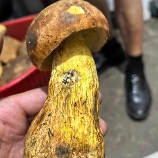 西昌市牛肝菌