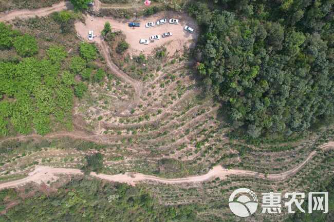 土地转让果园转让樱桃园转让长期使用