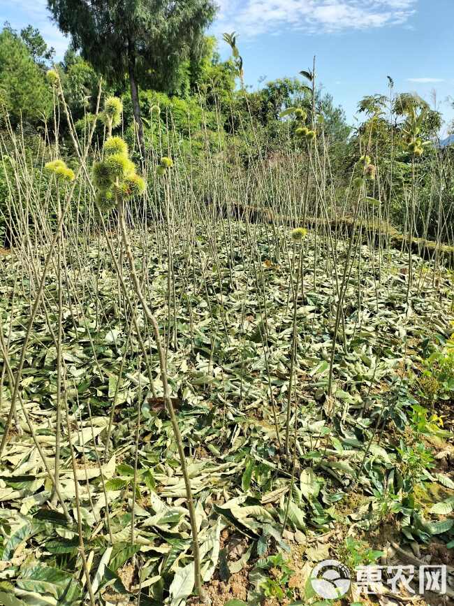 板栗树苗大红袍农丰嫁接当年结果南北方种植荒地良种大板栗脱壳