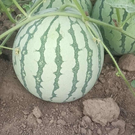 花皮金花无籽西瓜口感好，耐运输。大量供应