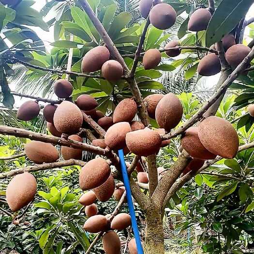 灵山县妈咪果苗，嫁接苗，营养杯苗带土带叶发货的