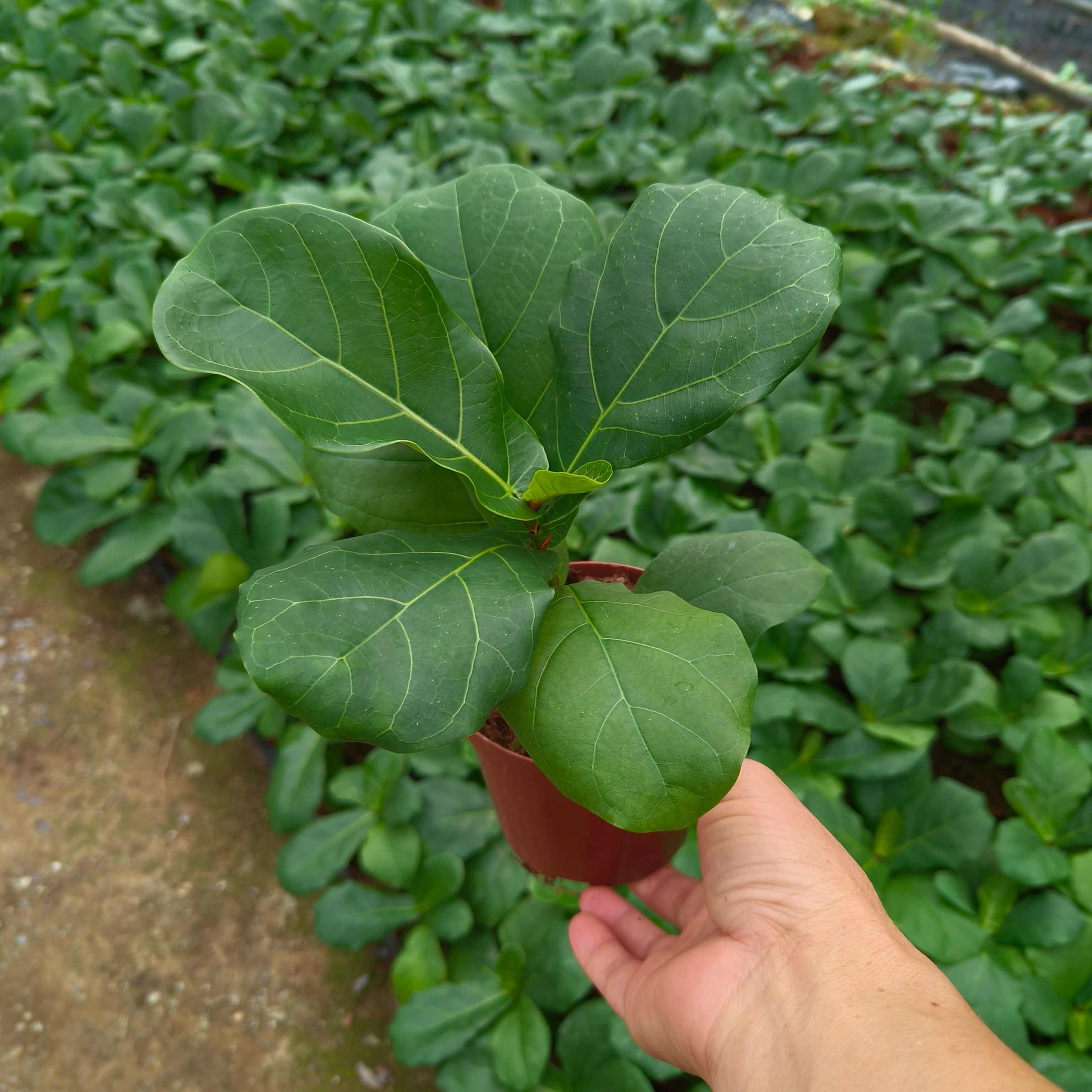 琴叶榕(110＃)盆栽橡皮树室内耐阴观叶花卉绿植