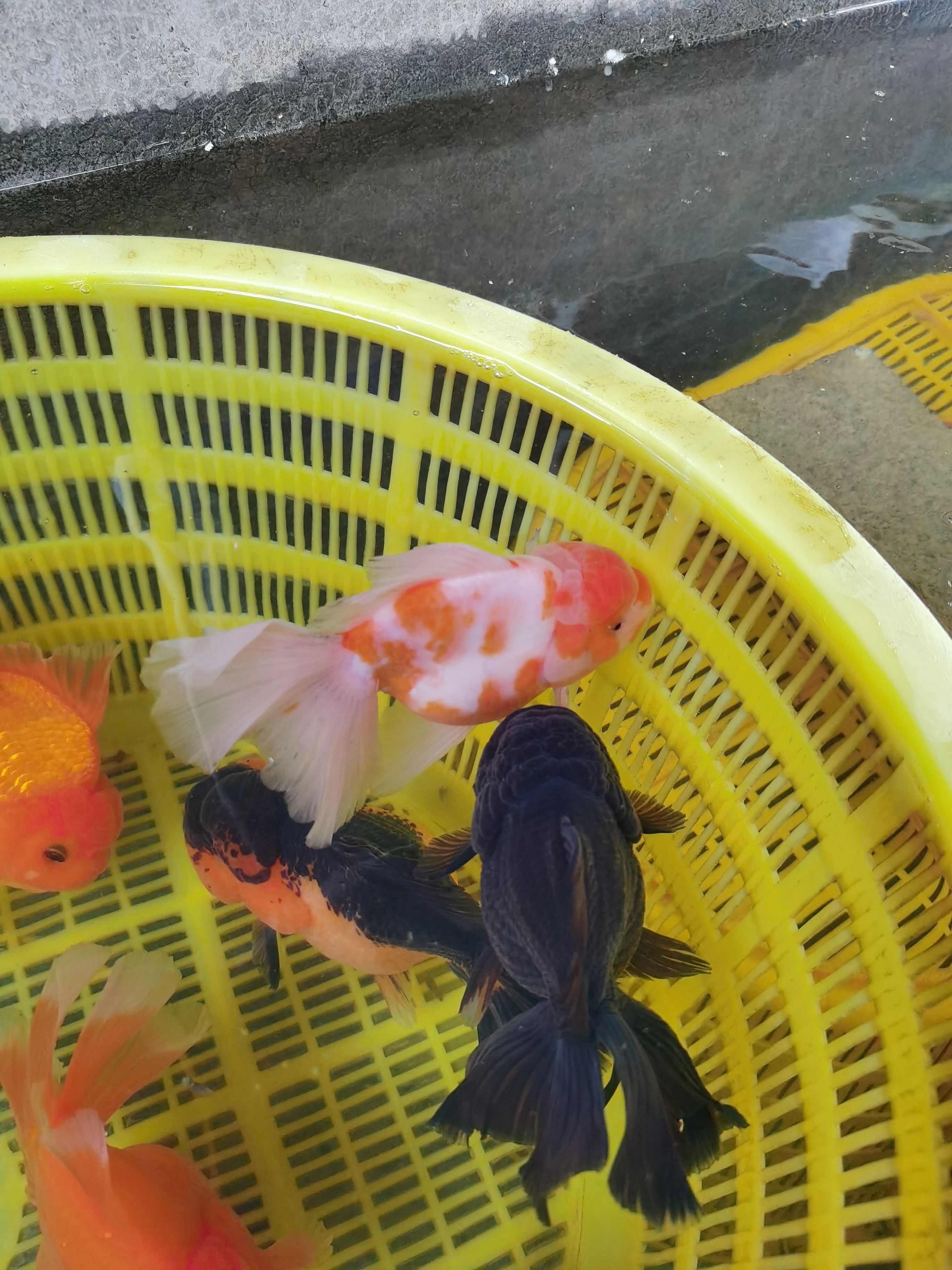 大体型金鱼