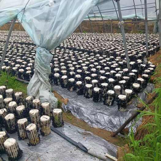 鲁山县东北木耳，电商专用，价格低，质量好