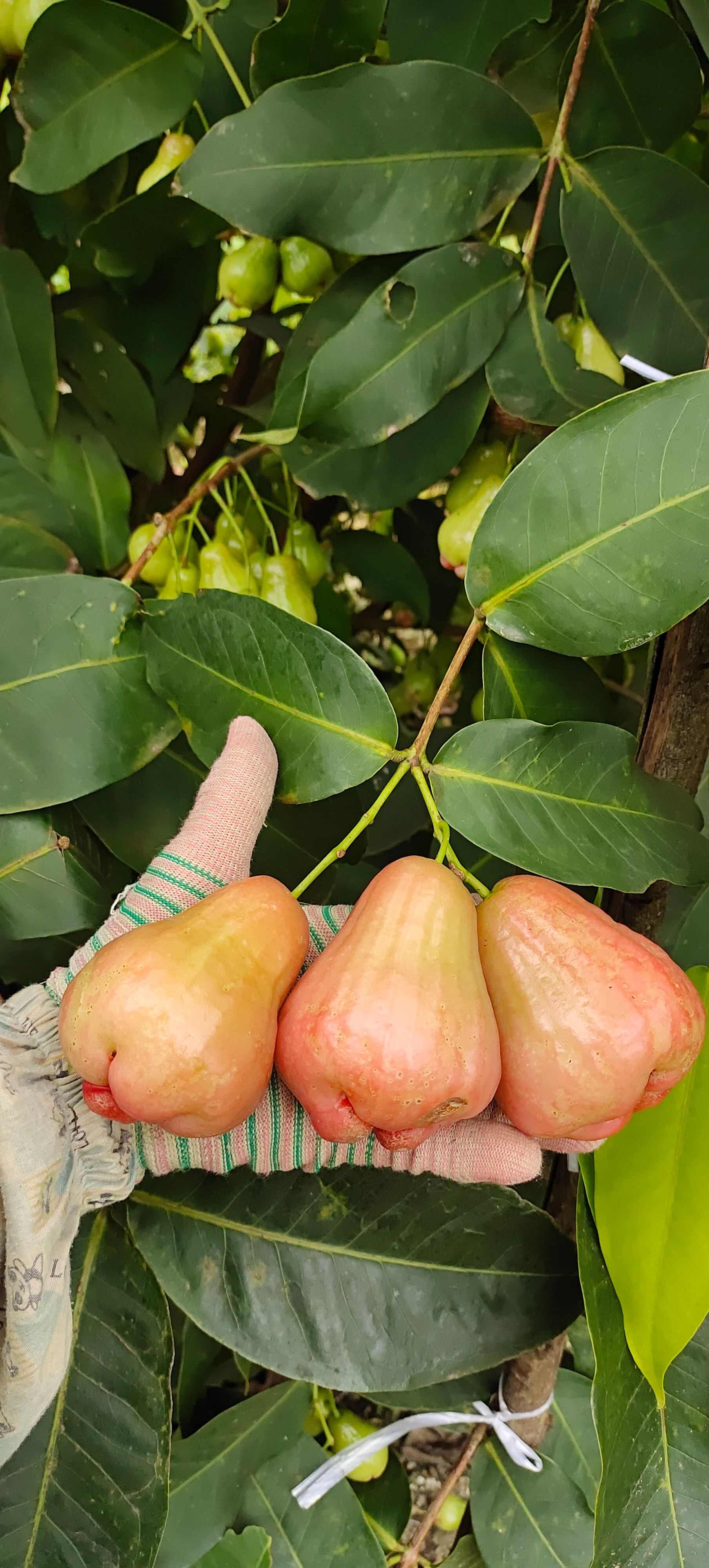 黑糖芭比莲雾几月开花图片