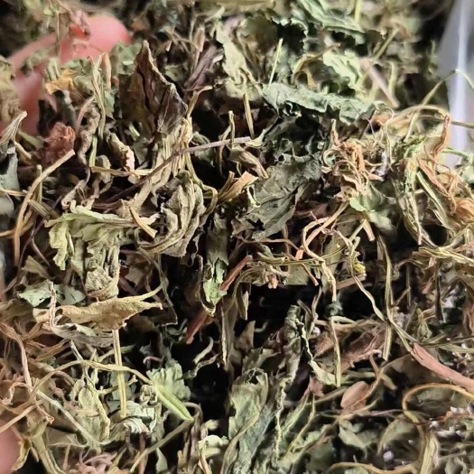 亳州紫花地丁 苦地丁 实图保证正品