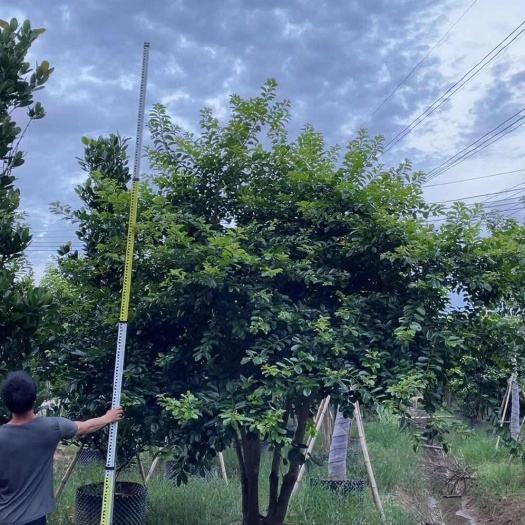 丛生铁冬青，产地直销丛生铁冬青移植苗，高度4-5米，价格实惠