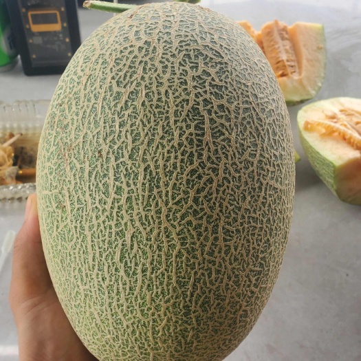 沈丘县哈密瓜晓蜜25大量上市
