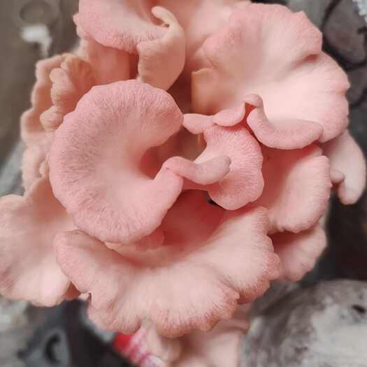 食用菌，平菇，桃红平菇