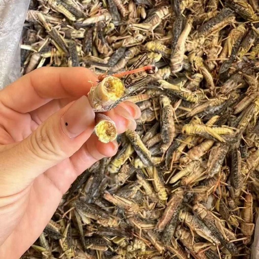 潍坊蚂蚱