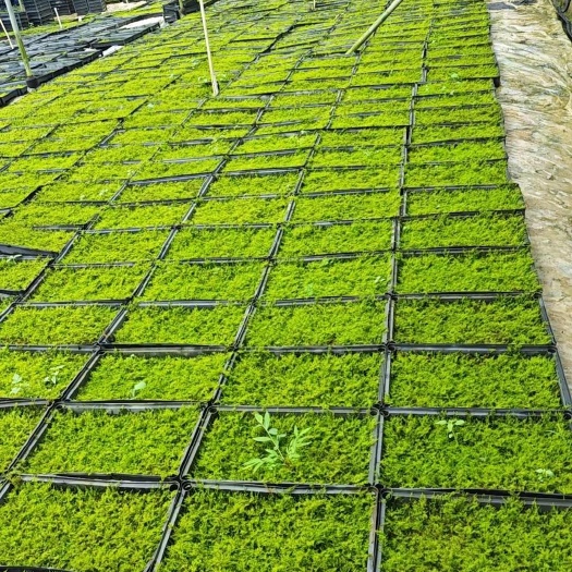 鹤山市苔薛，积水