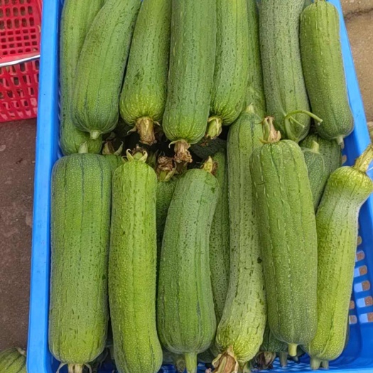 丝瓜