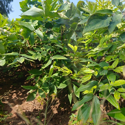 德阳牡丹根