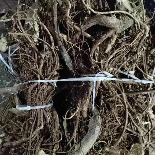 崇义县五指毛桃
