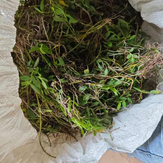 清远美花石斛