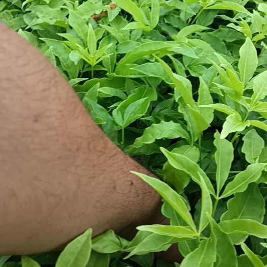 灵山县三丫苦苗