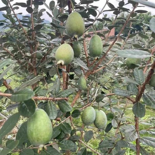 建始县费油果结果大树