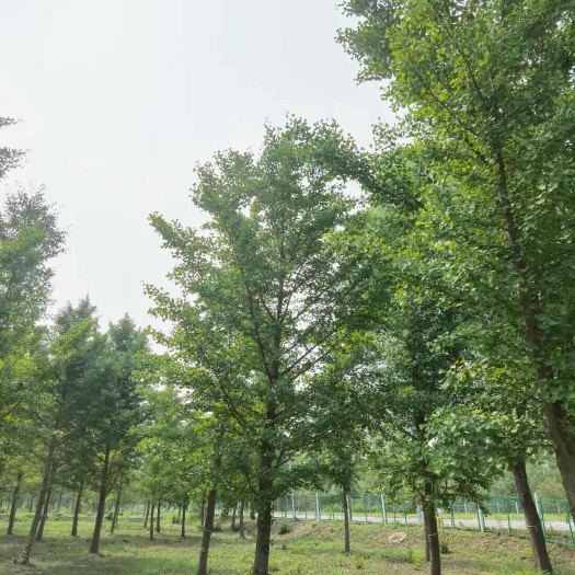 枣强县银杏