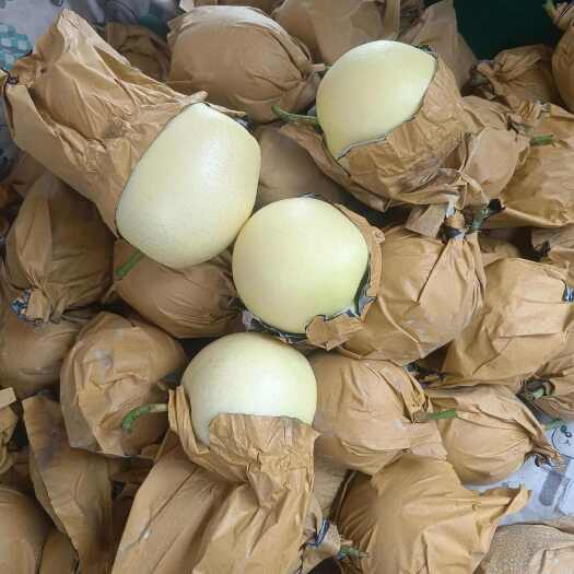 馆陶县皇冠梨
