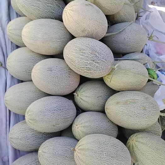 阿拉尔市新疆哈密瓜