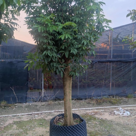 揭阳妃子笑，桂味，风吹来等等