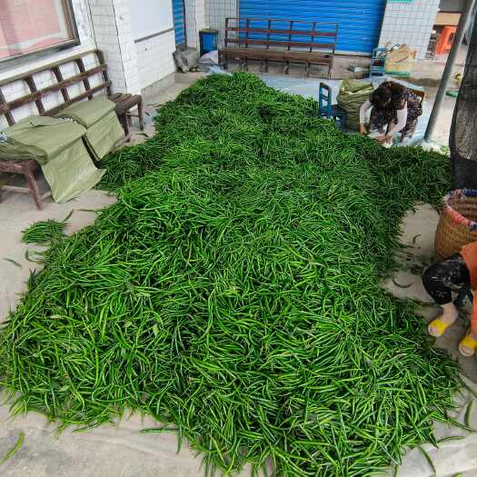重庆市辣椒