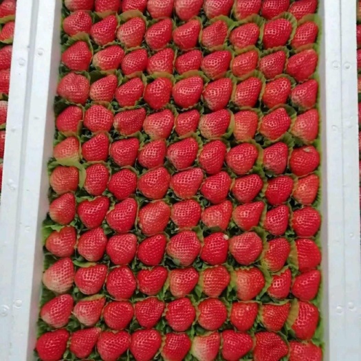 云南金鑫草莓，夏季草莓已大量上市，发往全国各地包邮，欢迎订购