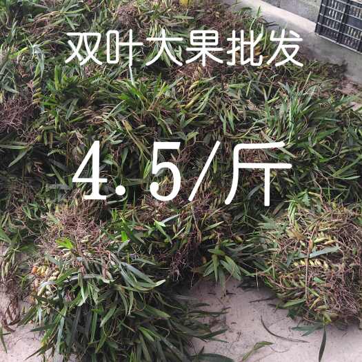 麻栗坡县双叶大果批发