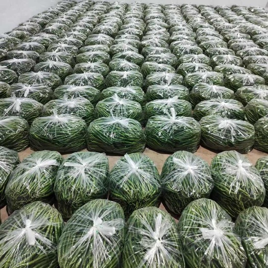 简阳市三号线椒，三号红线！线椒