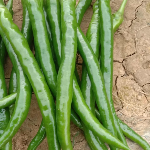 遵义硬皮线椒，无虫眼，无疤痕，