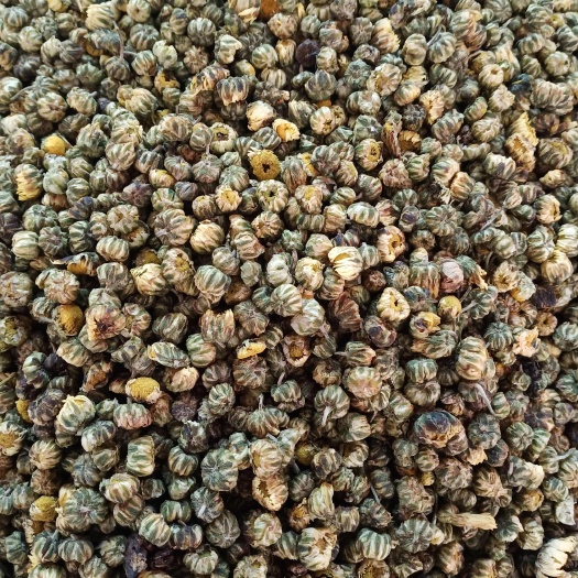 玉林胎菊花中药材批发一手货源量大忧惠