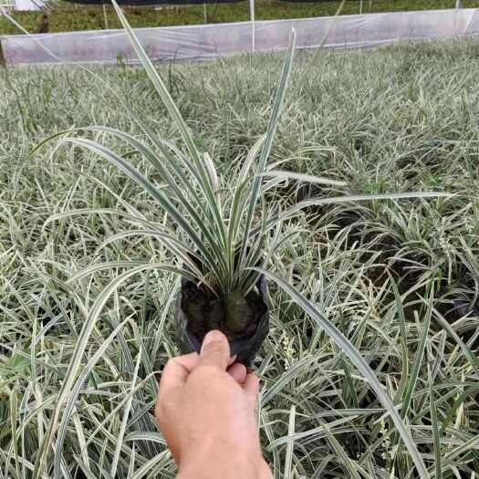  银边草