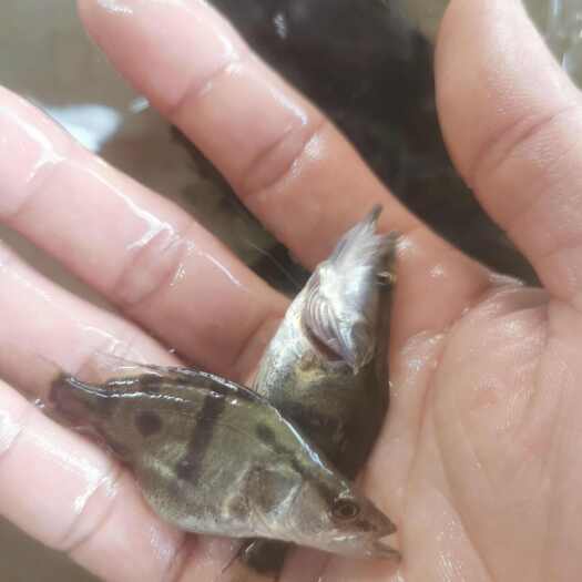 清远长年供应桂鱼苗 塘口价上车