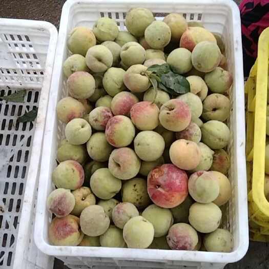 昌乐县加工桃