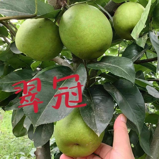 睢宁县翠冠梨