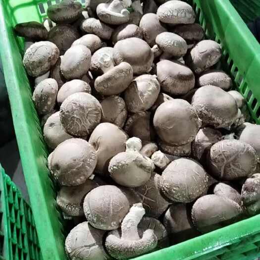  香菇
