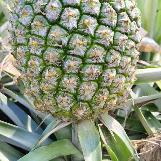 宁明县菠萝