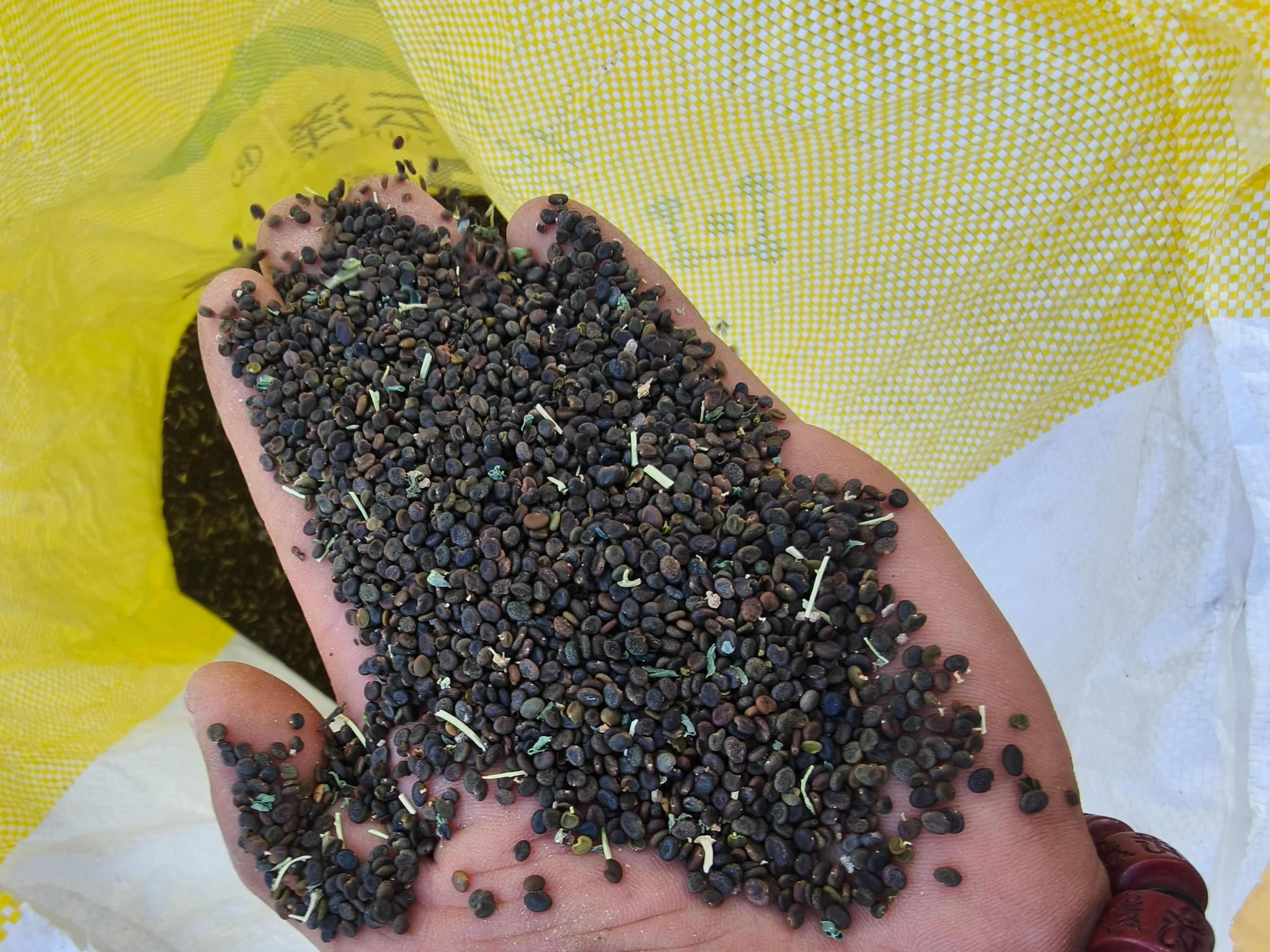 黄芪籽，属于新货，刚产新，无杂质，干净